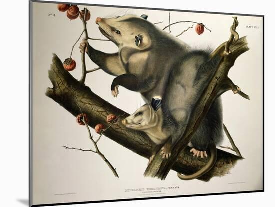 Virginian Opossum, from Quadrupeds of America, Engraved by John T. Bowen-John James Audubon-Mounted Giclee Print