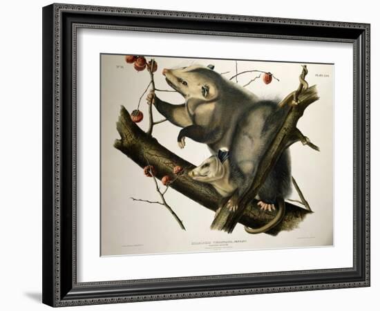 Virginian Opossum, from Quadrupeds of America, Engraved by John T. Bowen-John James Audubon-Framed Giclee Print