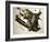 Virginian Opossum, from Quadrupeds of America, Engraved by John T. Bowen-John James Audubon-Framed Giclee Print