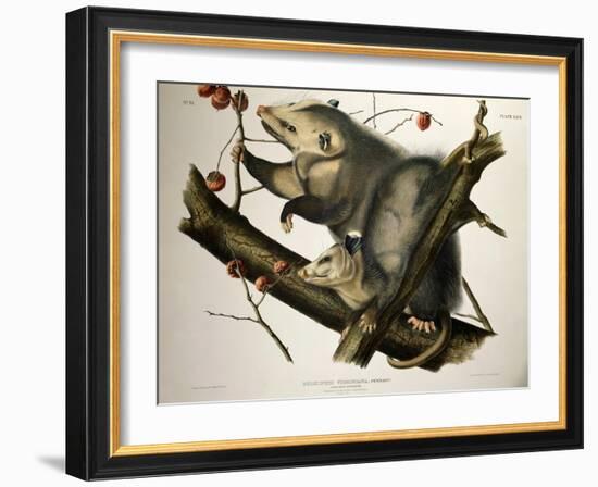 Virginian Opossum, from Quadrupeds of America, Engraved by John T. Bowen-John James Audubon-Framed Giclee Print