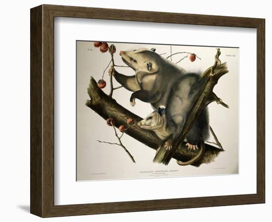 Virginian Opossum, from Quadrupeds of America, Engraved by John T. Bowen-John James Audubon-Framed Giclee Print