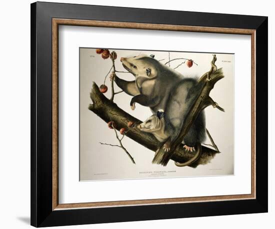 Virginian Opossum, from Quadrupeds of America, Engraved by John T. Bowen-John James Audubon-Framed Giclee Print