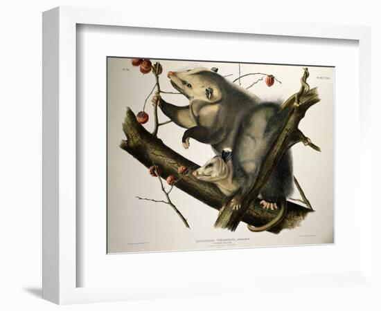 Virginian Opossum, from Quadrupeds of America, Engraved by John T. Bowen-John James Audubon-Framed Giclee Print