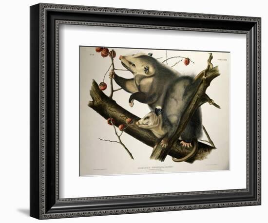 Virginian Opossum, from Quadrupeds of America, Engraved by John T. Bowen-John James Audubon-Framed Giclee Print