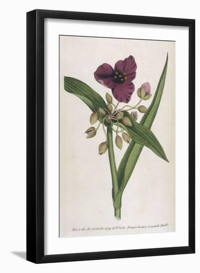 Virginian Tradescantia or Spiderwort-William Curtis-Framed Art Print