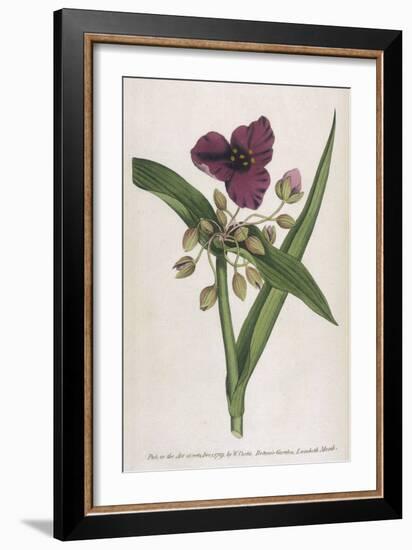 Virginian Tradescantia or Spiderwort-William Curtis-Framed Art Print