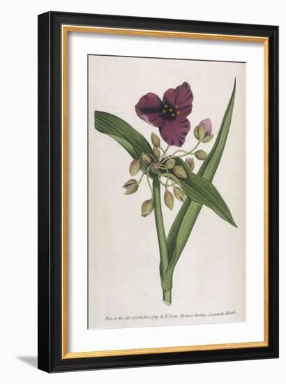 Virginian Tradescantia or Spiderwort-William Curtis-Framed Art Print