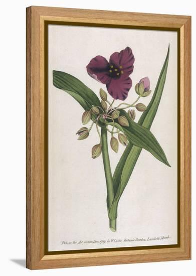 Virginian Tradescantia or Spiderwort-William Curtis-Framed Stretched Canvas