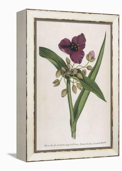 Virginian Tradescantia or Spiderwort-William Curtis-Framed Stretched Canvas