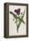 Virginian Tradescantia or Spiderwort-William Curtis-Framed Stretched Canvas