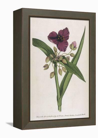 Virginian Tradescantia or Spiderwort-William Curtis-Framed Stretched Canvas