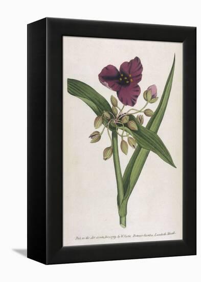 Virginian Tradescantia or Spiderwort-William Curtis-Framed Stretched Canvas