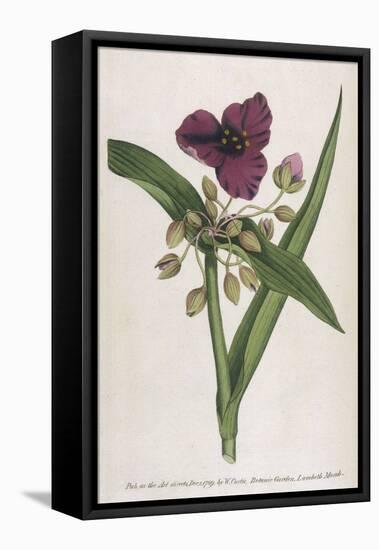 Virginian Tradescantia or Spiderwort-William Curtis-Framed Stretched Canvas