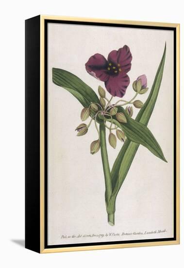 Virginian Tradescantia or Spiderwort-William Curtis-Framed Stretched Canvas