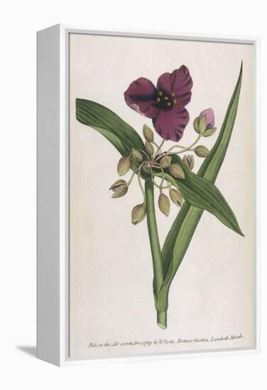 Virginian Tradescantia or Spiderwort-William Curtis-Framed Stretched Canvas