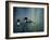 Virginias Loons-Kevin Dodds-Framed Giclee Print