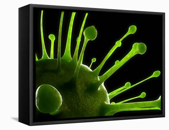 Virus, Conceptual Image-SCIEPRO-Framed Premier Image Canvas