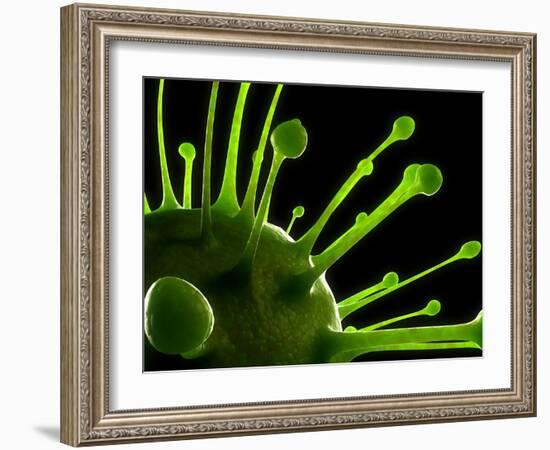 Virus, Conceptual Image-SCIEPRO-Framed Photographic Print