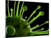 Virus, Conceptual Image-SCIEPRO-Mounted Photographic Print