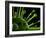 Virus, Conceptual Image-SCIEPRO-Framed Photographic Print