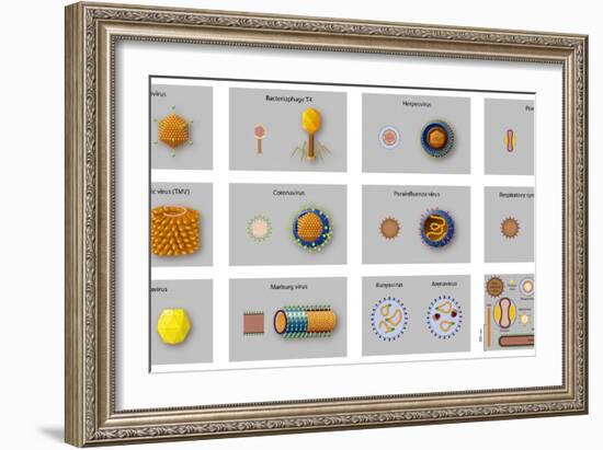 Virus Types, Artwork-null-Framed Photographic Print