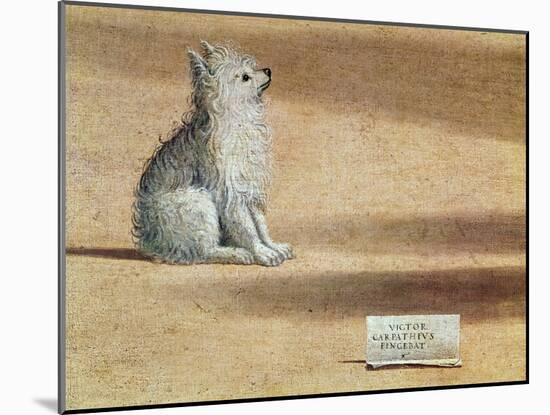 Vision of St. Augustine, Detail of the Dog, 1502-08-Vittore Carpaccio-Mounted Giclee Print