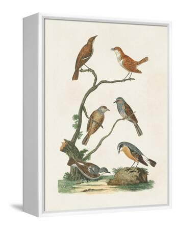 vision-studio-antique-birds-in