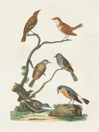 Antique Birds in Nature IV' Art Print - Vision Studio | Art.com
