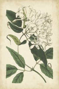 Botanical Display II by Vision Studio