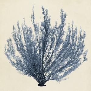 Coastal Seaweed III by Vision Studio