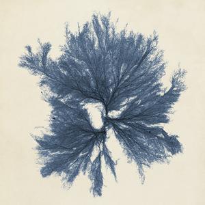 Coastal Seaweed V by Vision Studio