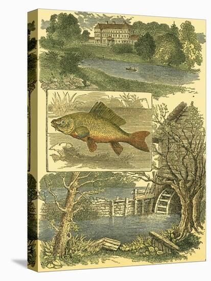 Stretched Canvas Print, , large