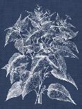 Seaweed Collection II-Vision Studio-Art Print