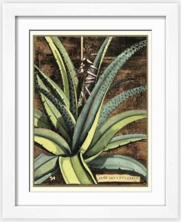 aloe vera fr immunsystem ALOE VERA, Blattsaft & Blattmark