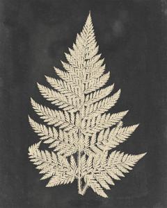 Fern Art Prints Paintings Posters Framed Wall Artwork For Sale Art Com