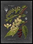 Midnight Botanical I-Vision Studio-Art Print