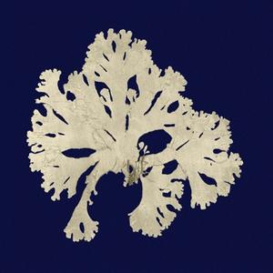 Seaweed on Navy IV by Vision Studio