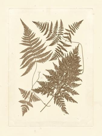 Vintage Botanical Prints: Illustrations, Posters & Wall Art