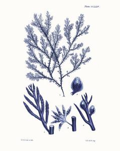 Shades of Indigo IV by Vision Studio