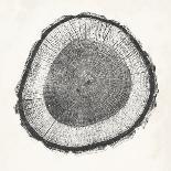Tree Ring II-Vision Studio-Art Print