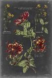 Vintage Botanical Chart II-Vision Studio-Art Print