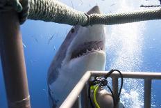 Great White Shark Showing its Teeth in Front of Divers in a Diving Cage.-VisionDive-Photographic Print