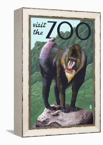 Visit the Zoo, Mandrill Scene-Lantern Press-Framed Stretched Canvas