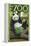 Visit the Zoo, Panda Bear Scene-Lantern Press-Framed Stretched Canvas