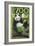 Visit the Zoo, Panda Bear Scene-Lantern Press-Framed Premium Giclee Print