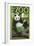 Visit the Zoo, Panda Bear Scene-Lantern Press-Framed Premium Giclee Print