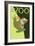 Visit the Zoo, Tree Frog Scene-Lantern Press-Framed Art Print