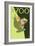Visit the Zoo, Tree Frog Scene-Lantern Press-Framed Premium Giclee Print