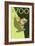 Visit the Zoo, Tree Frog Scene-Lantern Press-Framed Premium Giclee Print