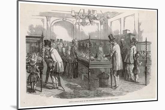 Visitors at the Philo- Peristeron Society's Annual Pigeon Show London-null-Mounted Art Print